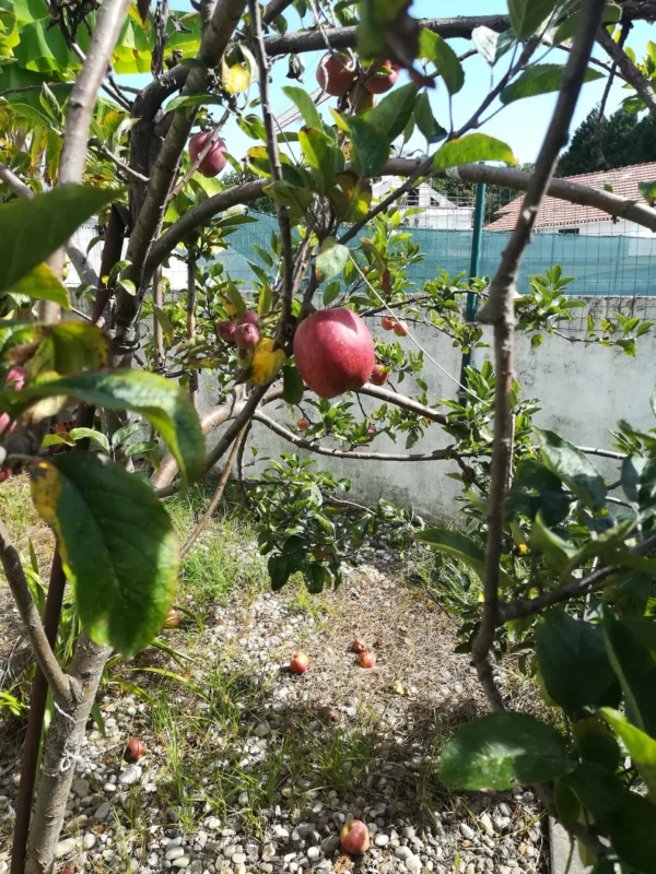 Minha Ternura Aldoar Grupo Minha Ternura4 - Booking-Senior.com